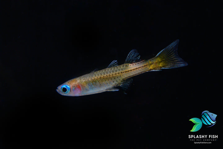Female Blue Eye Dwarf Rainbow Fish, neon rainbowfish, red neon blue eye rainbowfish, pseudomugil luminatus, pseudomugil, blue eyed rainbow fish, blue eye rainbowfish, red neon rainbowfish, neon dwarf rainbowfish, neon blue eyes, red neon blue eye rainbowfish for sale, rainbow freshwater fish, red neon blue eyed rainbow fish, freshwater rainbow fish species, pseudomugil luminatus for sale, luminatus rainbow fish