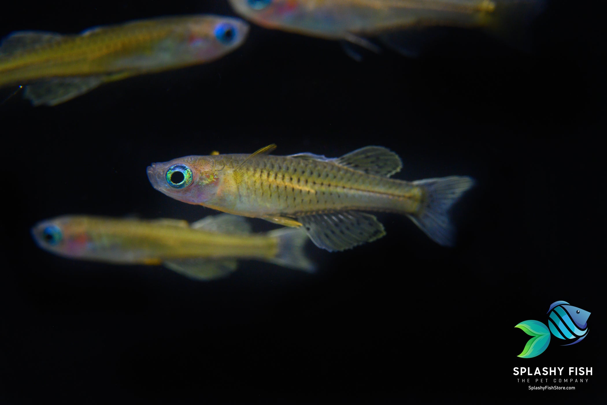 Male Pseudomugil luminatus in a freshwater aquarium fish tank