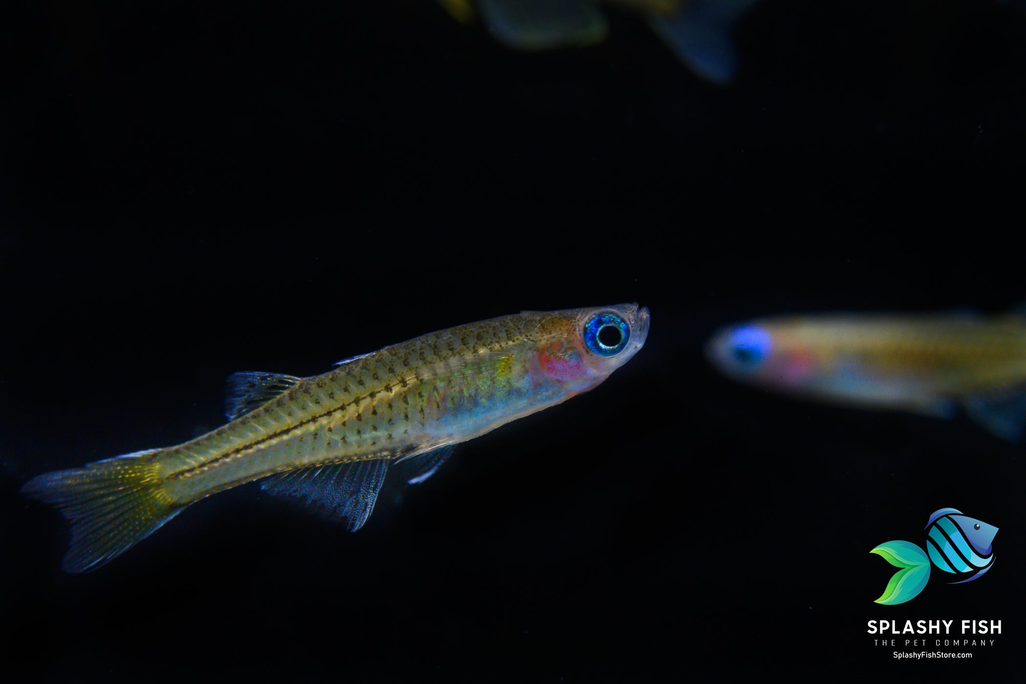 Blue Eye Dwarf Rainbow Fish (Pseudomugil luminatus)