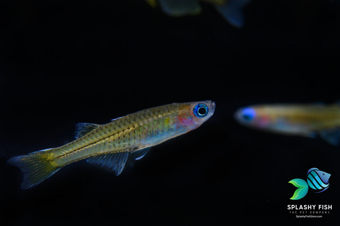 neon rainbowfish, red neon blue eye rainbowfish, pseudomugil luminatus, pseudomugil, blue eyed rainbow fish, blue eye rainbowfish, red neon rainbowfish, neon dwarf rainbowfish, neon blue eyes, red neon blue eye rainbowfish for sale, rainbow freshwater fish, red neon blue eyed rainbow fish, freshwater rainbow fish species, pseudomugil luminatus for sale, luminatus rainbow fish