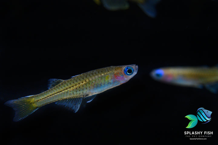 neon rainbowfish, red neon blue eye rainbowfish, pseudomugil luminatus, pseudomugil, blue eyed rainbow fish, blue eye rainbowfish, red neon rainbowfish, neon dwarf rainbowfish, neon blue eyes, red neon blue eye rainbowfish for sale, rainbow freshwater fish, red neon blue eyed rainbow fish, freshwater rainbow fish species, pseudomugil luminatus for sale, luminatus rainbow fish