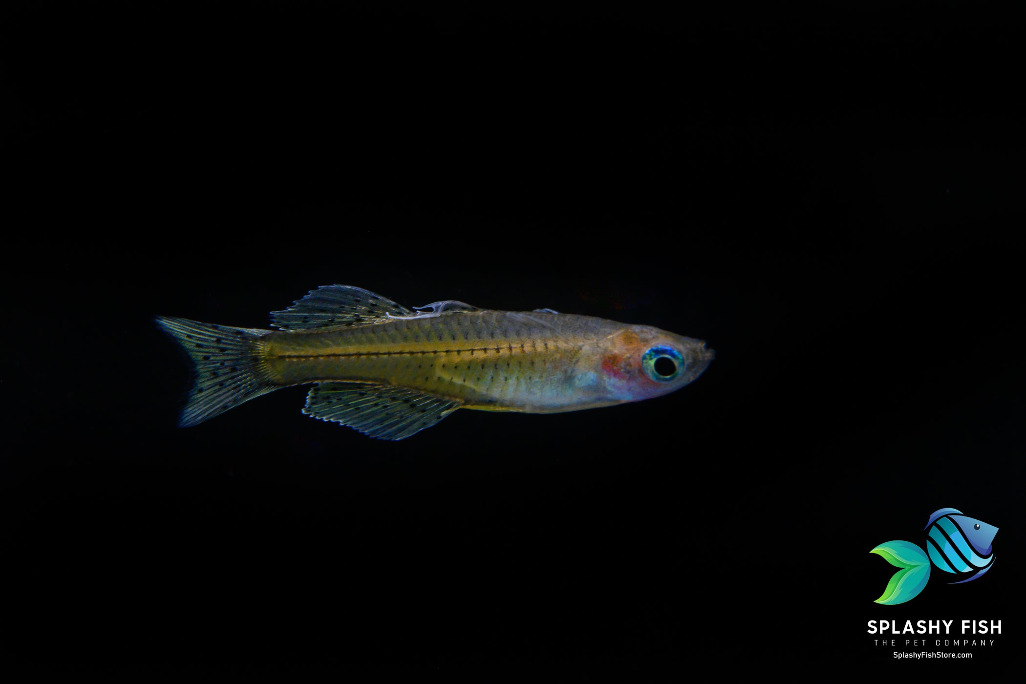 Blue Eye Dwarf Rainbow Fish (Pseudomugil luminatus) native to New Guinea, Indonesia