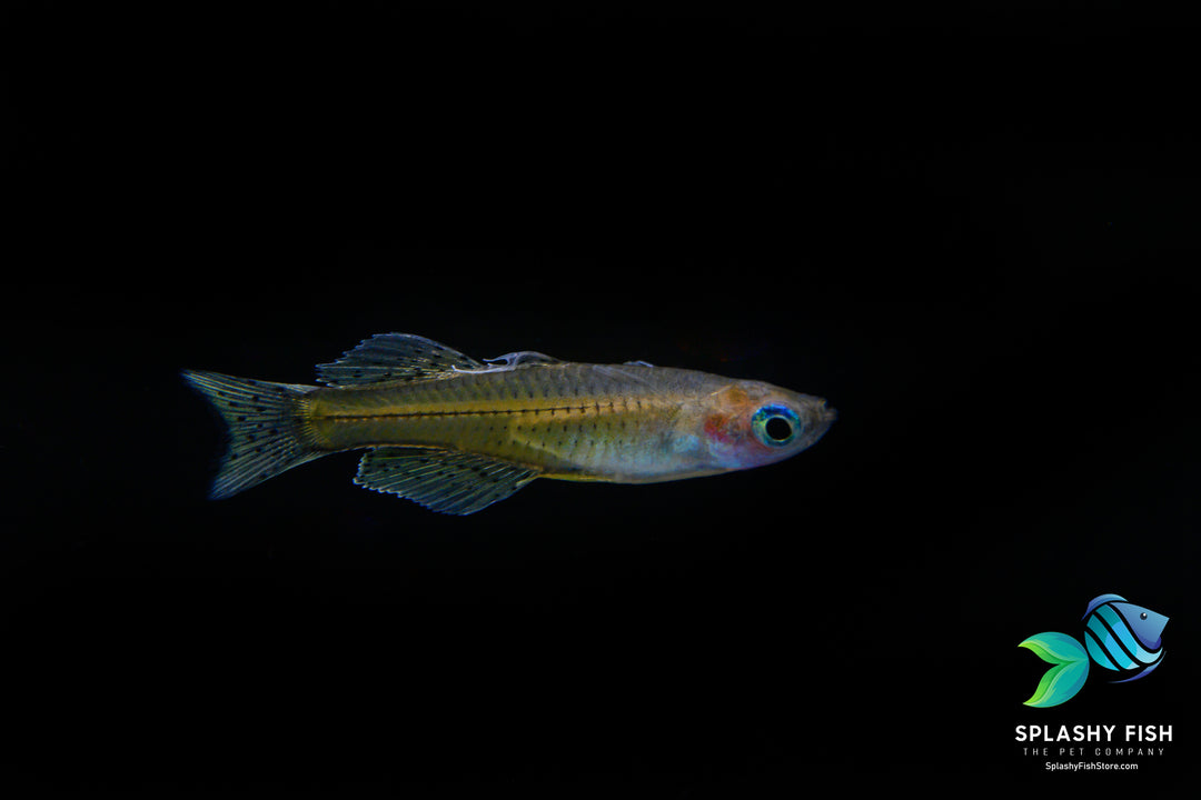 neon rainbowfish, red neon blue eye rainbowfish, pseudomugil luminatus, pseudomugil, blue eyed rainbow fish, blue eye rainbowfish, red neon rainbowfish, neon dwarf rainbowfish, neon blue eyes, red neon blue eye rainbowfish for sale, rainbow freshwater fish, red neon blue eyed rainbow fish, freshwater rainbow fish species, pseudomugil luminatus for sale, luminatus rainbow fish