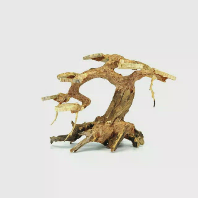 Aquarium Bonsai Tree | Driftwood Bonsai | bonsai tree aquarium decor |  dead bonsai tree for sale | diy aquarium bonsai tree | diy bonsai driftwood 