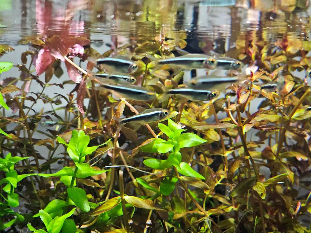 Black Neon Tetra Fish 