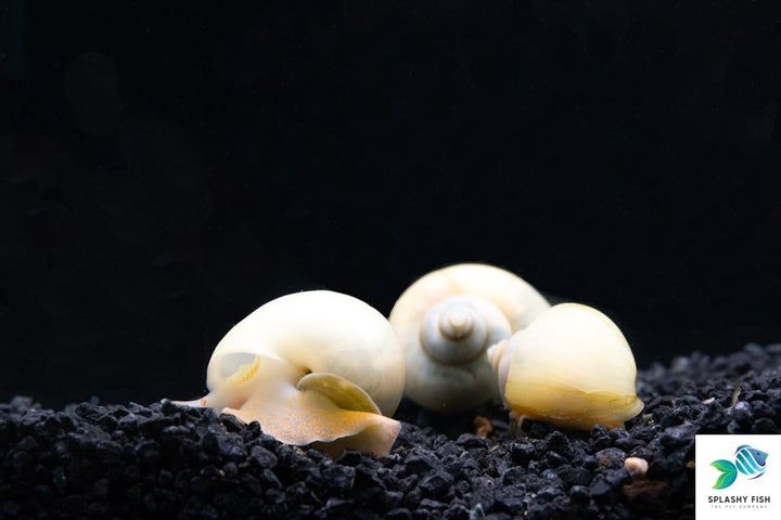 Ivory Mystery Snail For Sale , mystery snails for sale, aquarium snails, freshwater snails, aquarium snail for sale, freshwater snails for sale, invertebrates for sale, ivory mystery snails, ivory white mystery snail, ivory snail, ivory mystery snail, white mystery snail