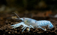 Dwarf Blue Lobster/ Crayfish (Cambarellus texanus "Blue")