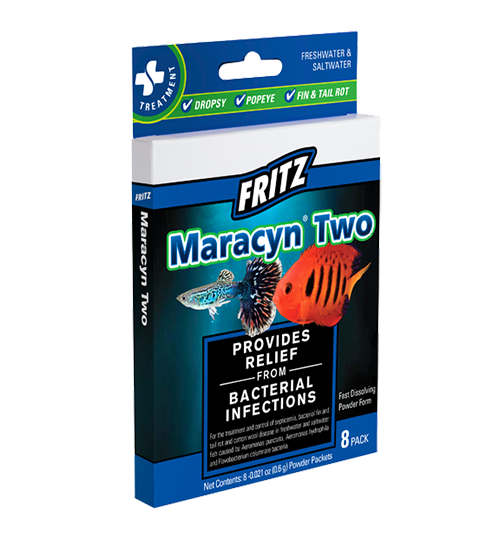 maracyn and maracyn 2, maracyn aquarium, maracyn and maracyn two, maracyn and shrimp maracyn blue green algae, maracyn bulk, maracyn betta, buy maracyn, buy maracyn 2, betta, maracyn 2, maracyn 2 betta fish, maracyn for betta fish, maracyn cyanobacteria, maracyn columnaris, maracyn directions, maracyn dropsy, does maracyn kill beneficial bacteria, 