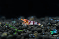 Raccoon Tiger Caridina Shrimp