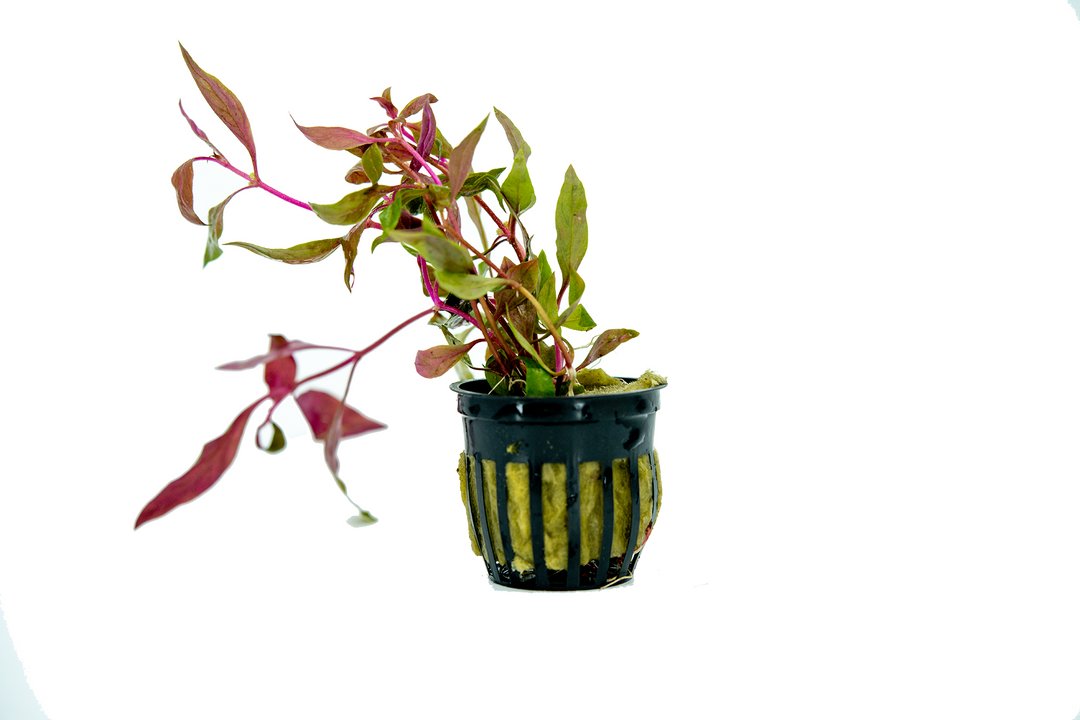 Scarlet Temple aquarium plant